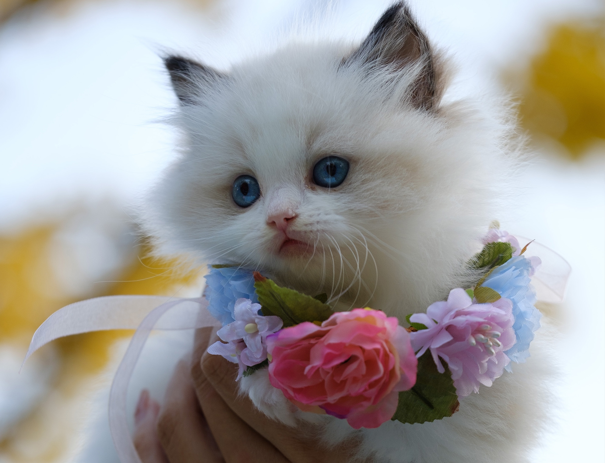 котка