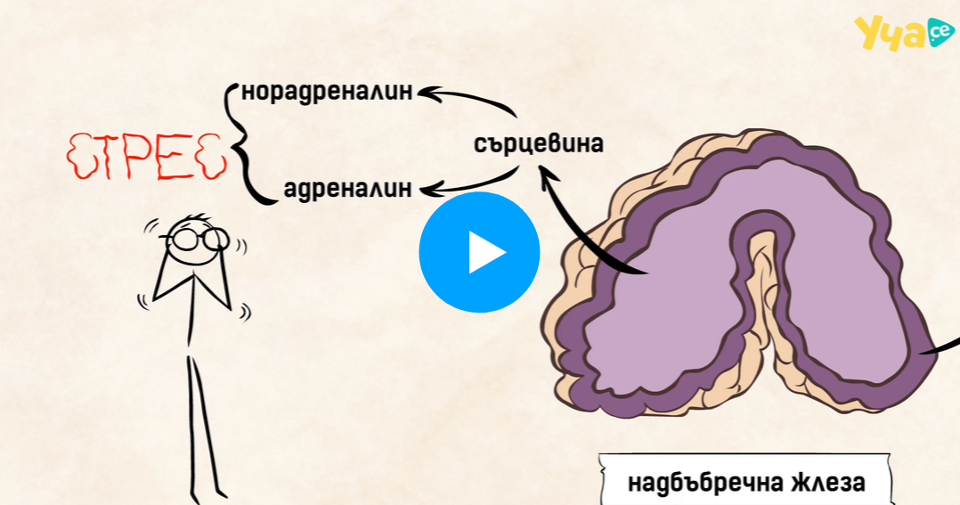 задстомашна жлеза надбъбречни жлези полови жлези
