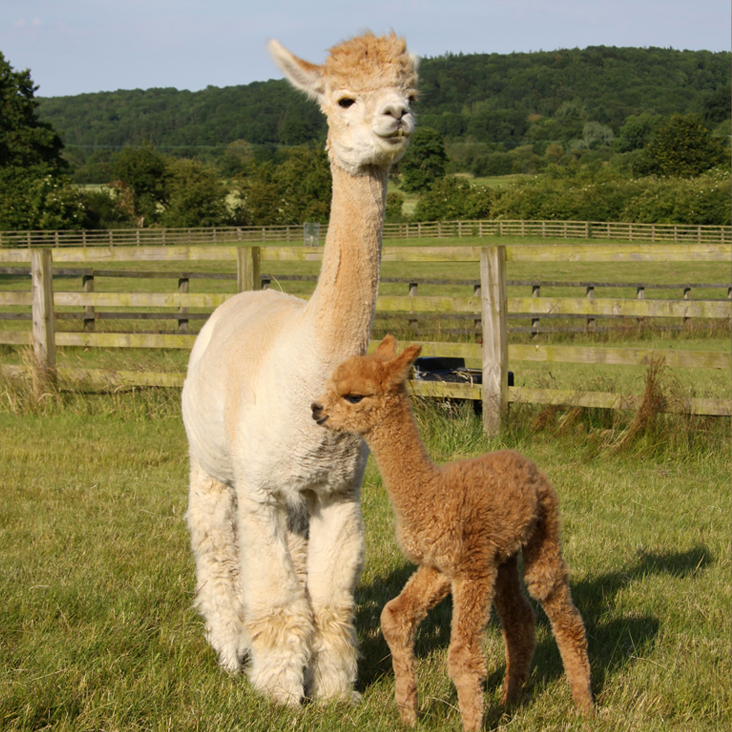 животни10