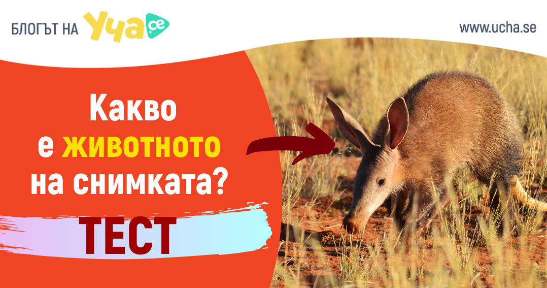 Ще познаеш ли тези животни, които много си приличат Тест